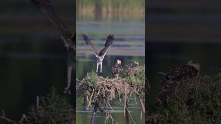 🦅 Osprey Family Update Chick Landing Like a Pro ospreys nature wildlife [upl. by Ovida609]