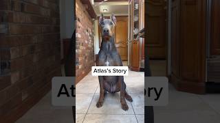 Atlas has been ADOPTED 🎉💙🥳 rescuedogs dogsofyoutube fosterdog doberman dobermanpinschers [upl. by Lledrac]