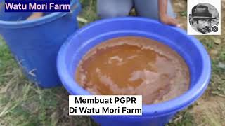 Membuat PGPR Plant Growth Promothing Rhizobacteria Di Watu Mori Farm Labuan Bajo [upl. by Trebleda412]