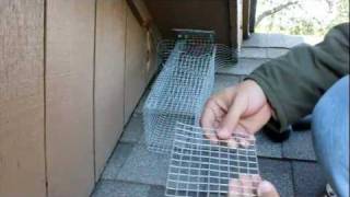 Part 22 How To Build A One Way Trap For catching Squirrels In The Attic Trapping [upl. by Palumbo]