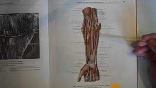 Periferni NS i nnspinales  Predavanje iz Anatomije i fiziologije čovjeka [upl. by Holtorf]