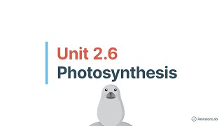 LC Biology Photosynthesis [upl. by Alithea]