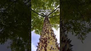 Roadside botany Silkfloss tree Ceiba speciosa malvaceae [upl. by Anawk]