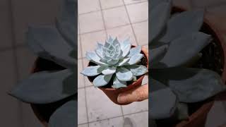 echeveria blue star [upl. by Borman]