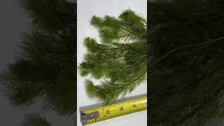 MYRIOPHYLLUM SCABRATUM EASY FLUFFY PLANT for sale [upl. by Weisler]