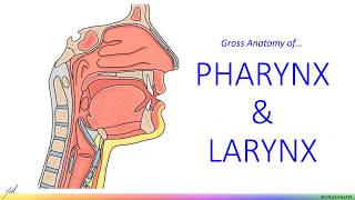 Pharynx amp Larynx  Gross Anatomy [upl. by Ecinrahs]