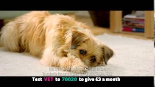 PDSA Regular Donation Ad [upl. by Nilok]